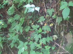 Tiarella nautila
