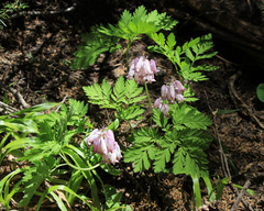 Dicentra formosa formosa