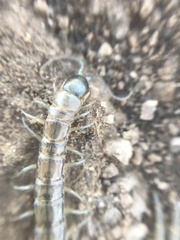 Akymnopellis