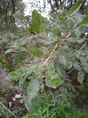 Quercus deserticola