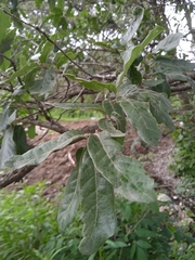 Quercus deserticola