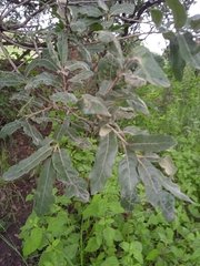 Quercus deserticola