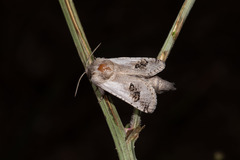 Parahypopta caestrum