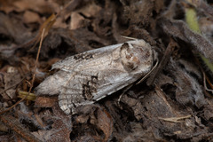 Parahypopta caestrum