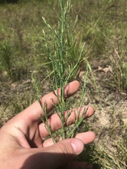 Polygonella americana