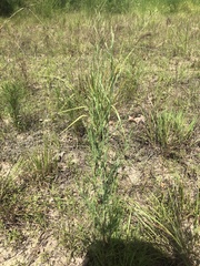 Polygonella americana
