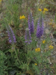 Veronica porphyriana
