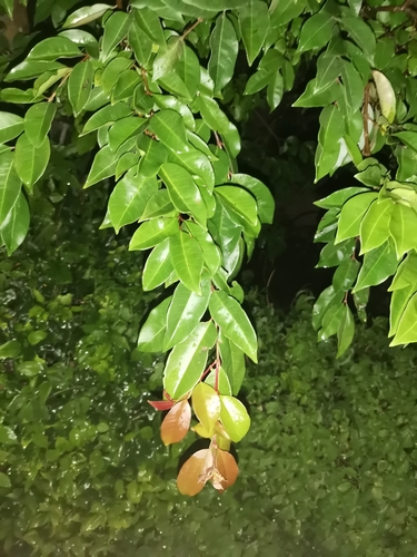 Psidium friedrichsthalium · iNaturalist Mexico