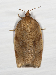 Aphelia alleniana