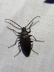 Capnochroa fuliginosa