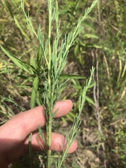 Polygonella americana