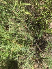 Polygonella americana