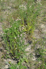 Erigeron acris podolicus