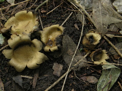 Scleroderma flavidum macrosporum