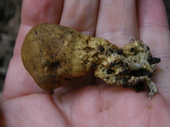 Scleroderma flavidum macrosporum