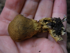 Scleroderma flavidum macrosporum