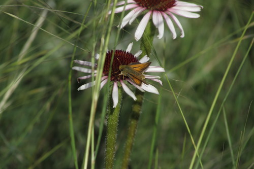 Dakota Skipper photo 3