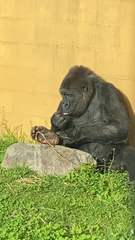 Gorilla gorilla