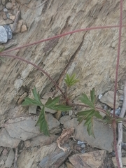 Potentilla flagellaris