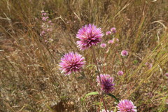 Gomphrena canescens