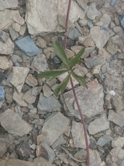 Potentilla flagellaris