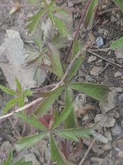 Potentilla flagellaris