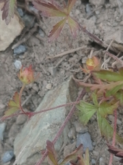 Potentilla flagellaris