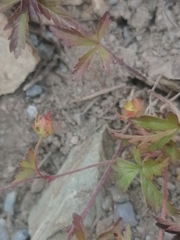 Potentilla flagellaris