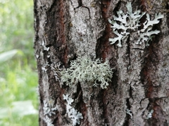 Ramalina vogulica