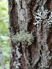 Ramalina vogulica