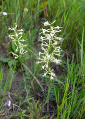 Silene multiflora