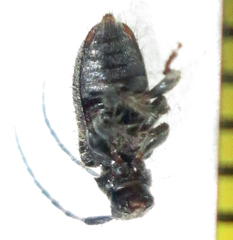 Exocentrus longipilis