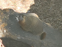 Marmota flaviventris