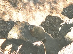 Marmota flaviventris