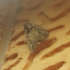 Persectania dyscrita