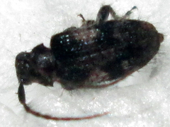 Exocentrus longipilis