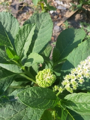 Phytolacca acinosa