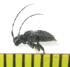 Exocentrus longipilis