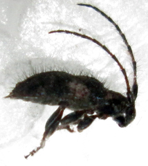 Exocentrus longipilis