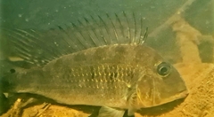 Satanoperca jurupari