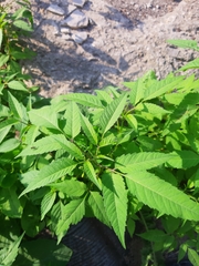 Bidens frondosa