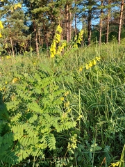 Astragalus propinquus