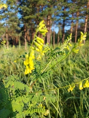 Astragalus propinquus