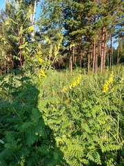 Astragalus propinquus