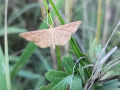 Idaea rufaria