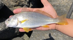 Umbrina roncador