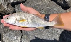 Umbrina roncador