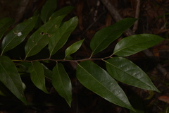 Cryptocarya rigida