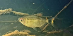 Moenkhausia oligolepis