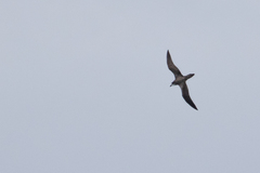 Pterodroma sandwichensis